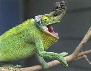imagescaiucf10.jpg